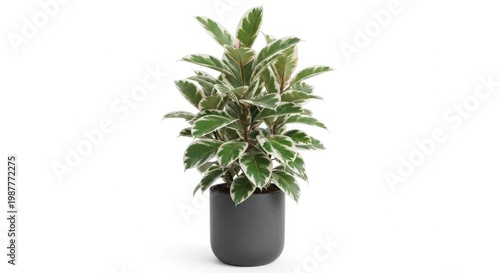 Ficus elastica variegata houseplant in a dark gray pot isolated on white background.