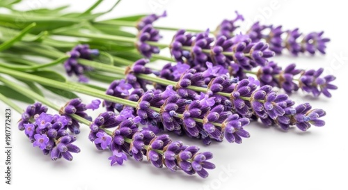 Fresh bunch of lavender stems lying on white surface for aromatherapy and spa treatments too.