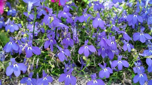 Flowering nature background. Macro of flowering lobelia. Purple flower. Natural lobelia flower plant. Flora nature. Bright blooming flower in nature. Lobelia flower