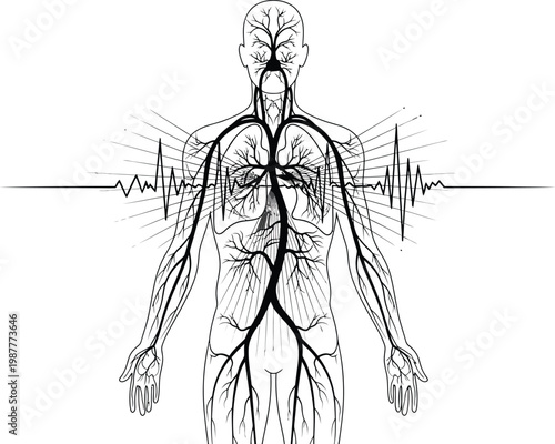 Human Body Anatomy with Circulatory System and ECG