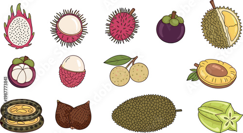 Exotic tropical fruit icon set featuring dragonfruit rambutan mangosteen durian lychee jackfruit vector collection for healthy food design