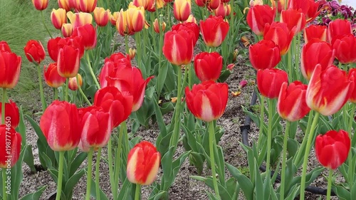 Red tulips swaying gently in the breeze in a public park, shot in silent video. Vivid color, natural movement, peaceful spring atmosphere