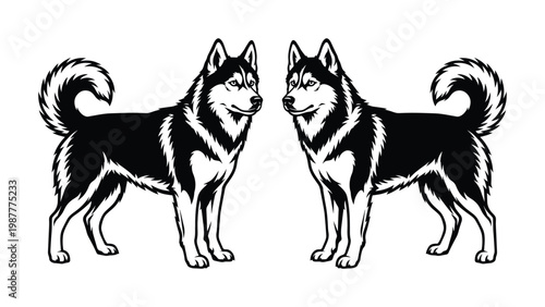 Siberian Husky dog vector illustration, black and white husky breed profile, standing sled dog mascot graphics for logo design