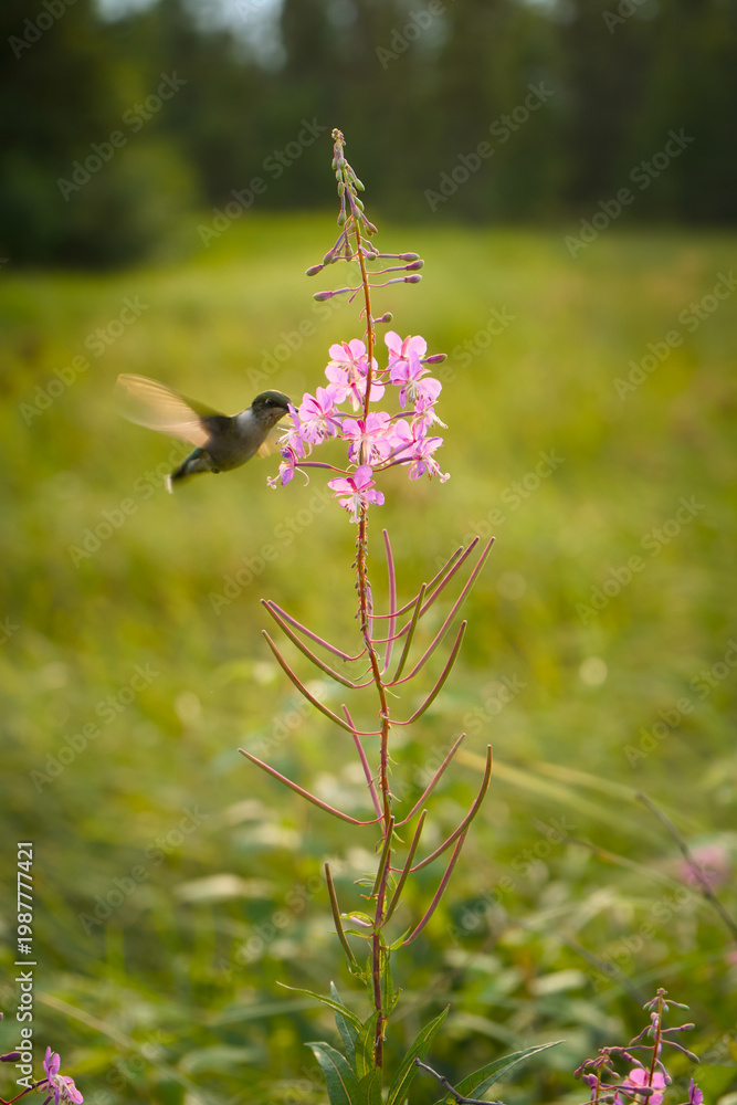 Fototapeta premium Hummingbird Feeding on Flower