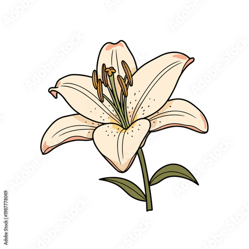 White lily with visible pollen in simple hand-drawn illustration with warm earthy tones