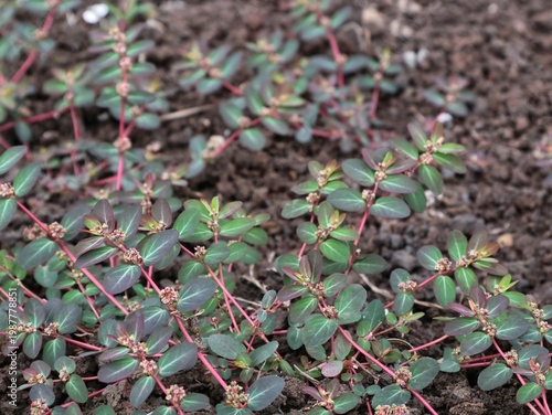 Schilderij op canvas Close up of prostrate spurge (Euphorbia prostrata) plants growing on the ground