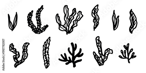 Hand drawn sea coral and seaweed doodle set Tropical underwater flora, aquarium plants, ocean plant, algae, coral reef, leaves, branches