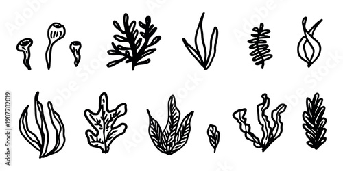 Hand drawn sea coral and seaweed doodle set Tropical underwater flora, aquarium plants, ocean plant, algae, coral reef, leaves, branches