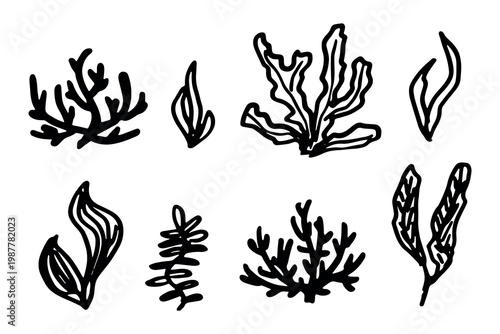 Hand drawn sea coral and seaweed doodle set Tropical underwater flora, aquarium plants, ocean plant, algae, coral reef, leaves, branches