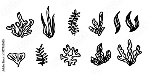 Hand drawn sea coral and seaweed doodle set Tropical underwater flora, aquarium plants, ocean plant, algae, coral reef, leaves, branches