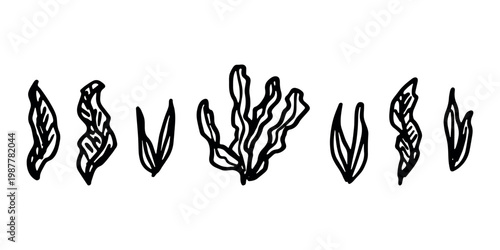 Hand drawn sea coral and seaweed doodle set Tropical underwater flora, aquarium plants, ocean plant, algae, coral reef, leaves, branches