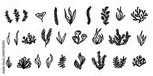 Hand drawn sea coral and seaweed doodle set Tropical underwater flora, aquarium plants, ocean plant, algae, coral reef, leaves, branches