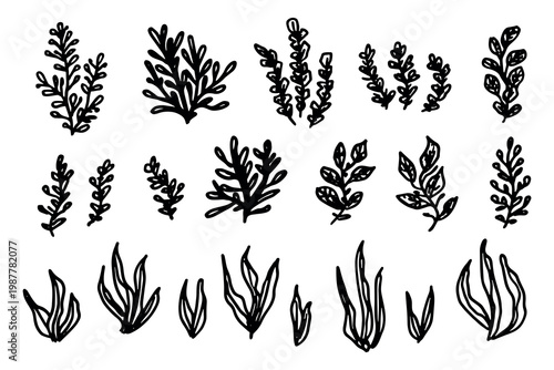 Hand drawn sea coral and seaweed doodle set Tropical underwater flora, aquarium plants, ocean plant, algae, coral reef, leaves, branches