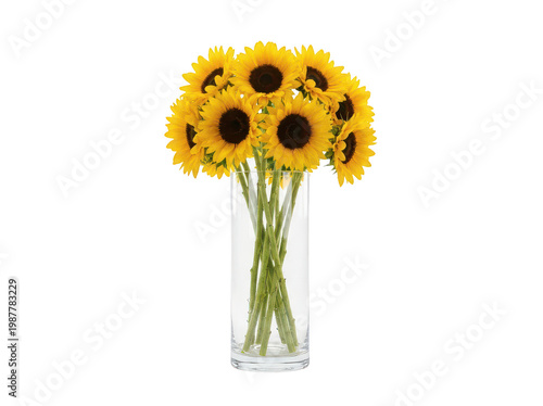 Vibrant bouquet of bright yellow sunflowers with long green stems standing elegantly in a tall clear cylindrical glass vase isolated transparent background image