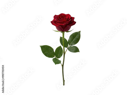 Photos Vibrant crimson red rose flower on a long green stem with lush leaves and delica