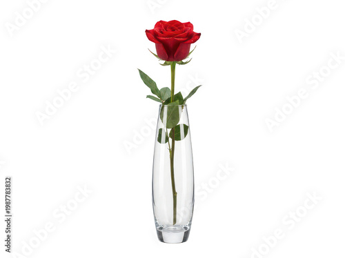 Foto Vibrant red rose flower with lush green leaves stands elegantly in a slim, clear
