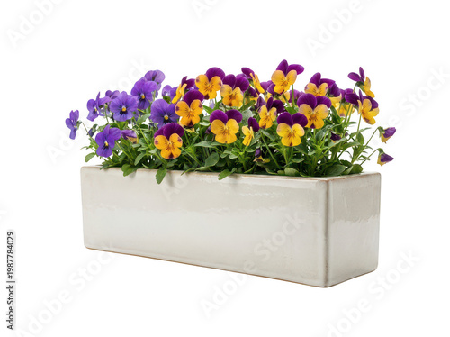 Bild auf Leinwand Vibrant spring pansy flowers with lush green foliage blooming in a modern glossy