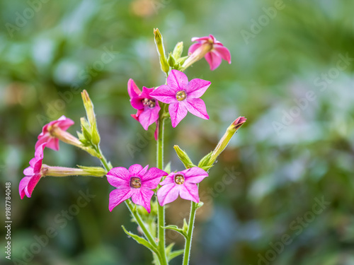 Flowering ornamental tobacco plant, Nicotiana alata