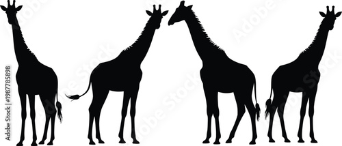 Four black giraffe silhouettes facing different directions