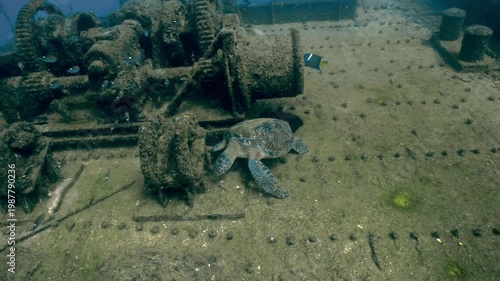 Lone sea turtle peacefully exploring the rusty deck of an old shipwreck at the bottom of the ocean