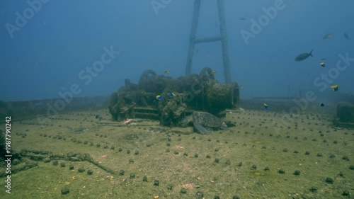 Green sea turtle resting on the deck of a sunken ship surrounded by tropical fish and marine life