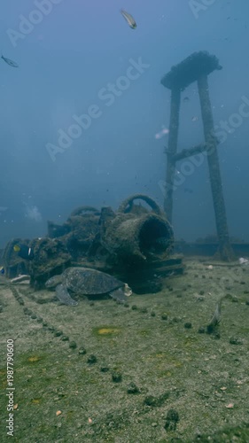 Peaceful green sea turtle resting on a sunken artificial reef structure surrounded by tropical fish
