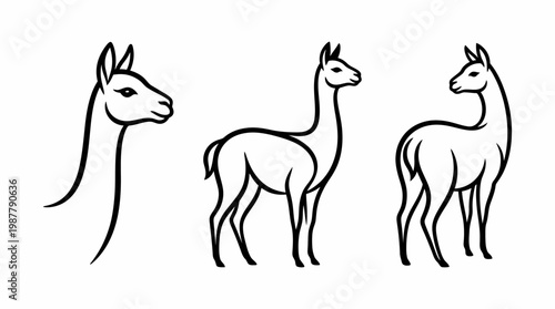 Elegant Black and White Alpaca Line Drawings