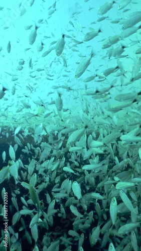 Massive school of salema porgy fish swimming together in the turquoise ocean water during a dive