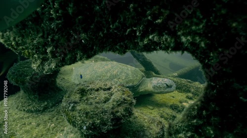 Green sea turtle resting inside a sunken shipwreck on the ocean floor, viewed through a porthole