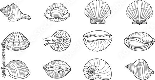 Detailed seashell outline vector set with scallop, conch, spiral, and clam shells for marine, beach, and decorative design