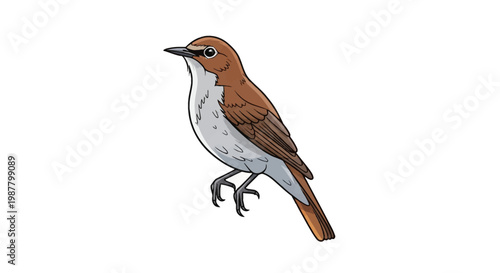 Nightingale bird vector illustration featuring brown wings, light gray underparts, and a rufous tail, isolated on a white background. Profile view of a songbird with clean outlines.