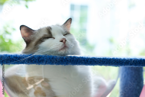 Cute, sleepy Ragdoll cat in clear bowl on cat tree