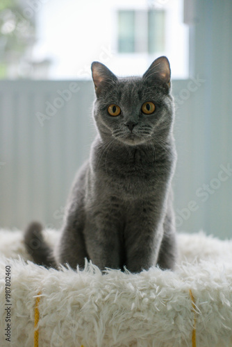 9 months old British Blue, British Shorthair cat standing on the cat bed cushion, looking into the camera