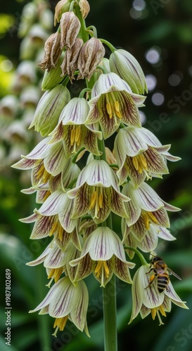 Beautiful Fritillaria Flower with Bee Pollinating in Garden.