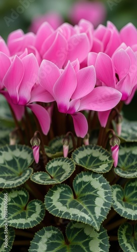 Beautiful Pink Cyclamen Flowers Blooming in the Garden.