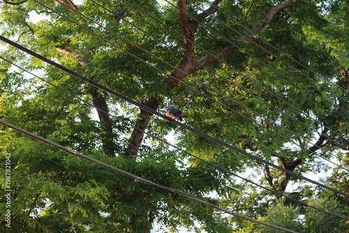 A pigeon perches on a power line amidst lush green foliage and tree branches