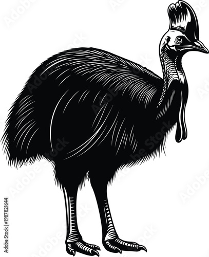 Black and white illustration of a cassowary bird with large bird line art white background cassowary illustration wildlife silhouette isolated flightless paleognathae ornithology tropical