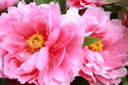 ピンクの牡丹　アップ