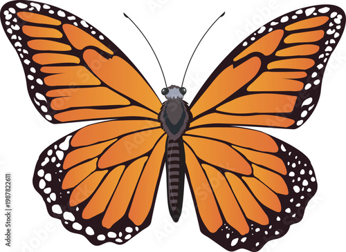 A detailed illustration of a monarch butterfly with bright orange wings and black veins