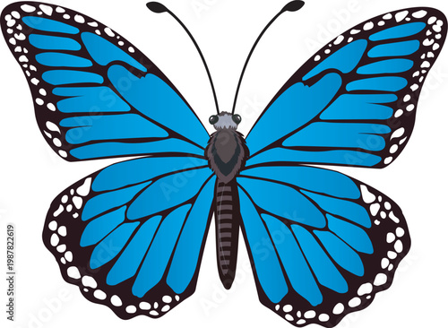 Print Vibrant blue butterfly illustration with black and white wing borders on a white background