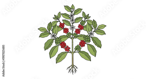 Coffee Plant Illustration with Red Berries, White Flowers and Roots