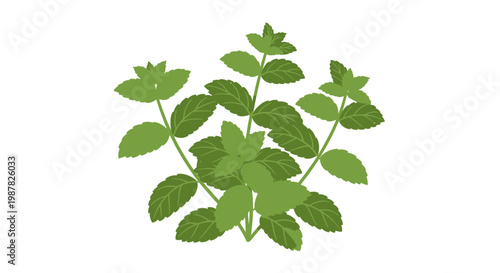 Fresh Mint Leaves Bunch Isolated on White Background
