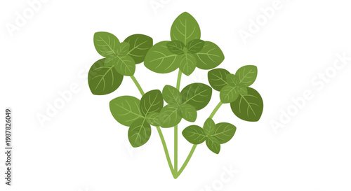 Fresh Oregano Herb Sprigs