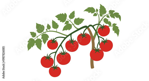 Fresh Red Tomatoes Growing on a Vine
