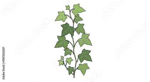 Green Ivy Vine Climbing Plant Isolated on White Background