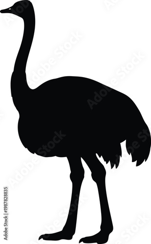 Black silhouette of an ostrich standing on a white background bird