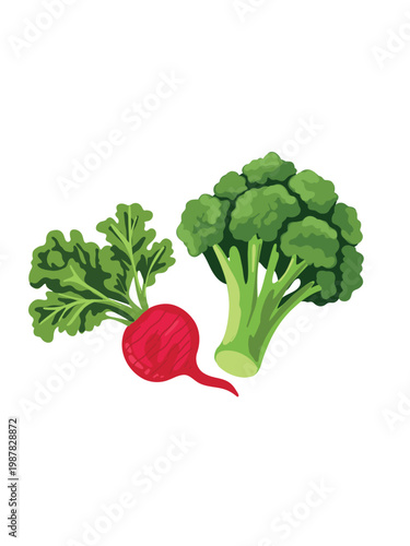 organic radish with broccoli healthy food concept isolated white