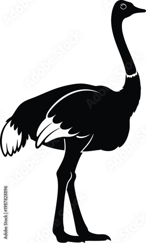 Black silhouette of an ostrich standing on a white background ostrich silhouette black and white bird