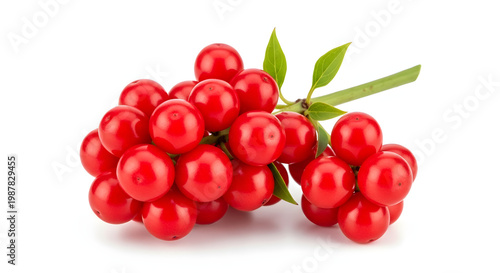 Cluster of bright red Omija five-flavor berries on a stem isolated on a crisp white background. Medicinal fruit