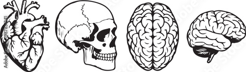 Vector engraved style illustrations for posters, decoration and logo. Hand drawn sketch of skull, heart and brain in monochrome isolated on white background. Detailed vintage woodcut style drawing